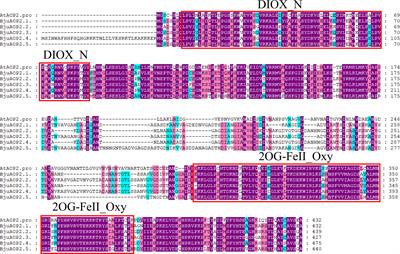 Identification and in vitro enzymatic activity analysis of the AOP2 gene family associated with glucosinolate biosynthesis in Tumorous stem mustard (Brassica juncea var. tumida)